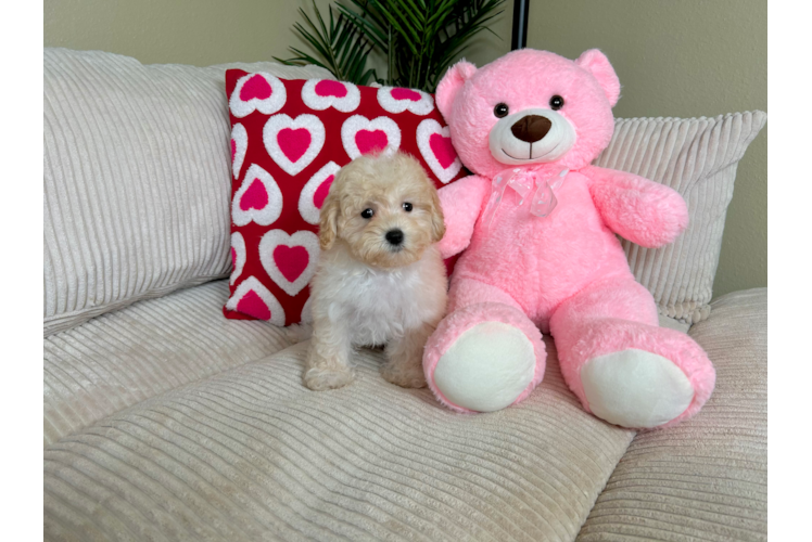 Maltipoo Pup Being Cute