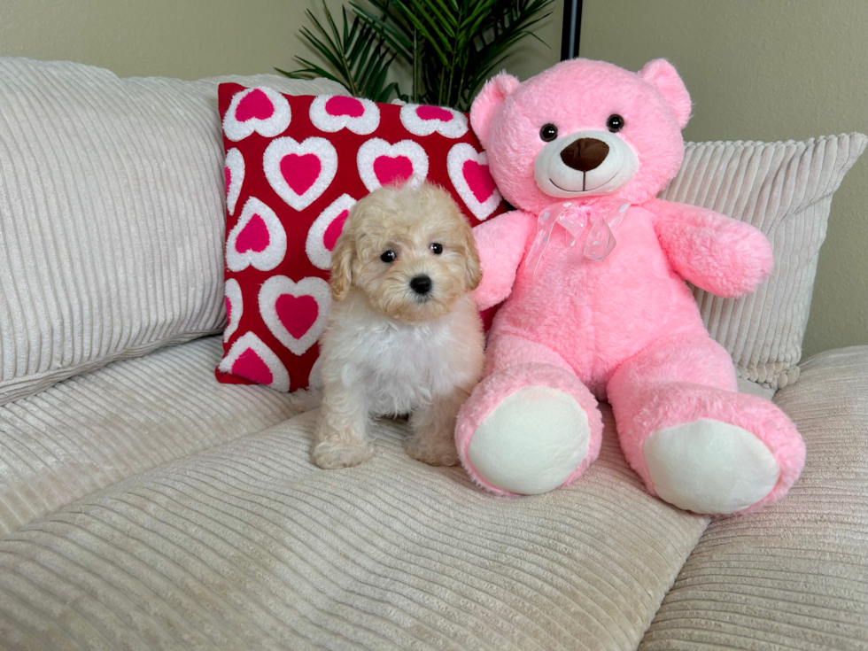 Maltipoo Pup Being Cute