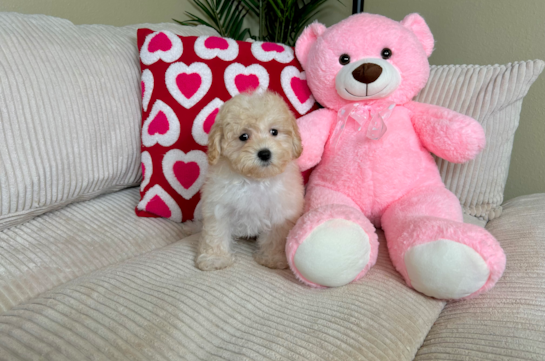 Maltipoo Pup Being Cute