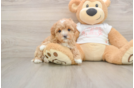 Maltipoo Puppy for Adoption
