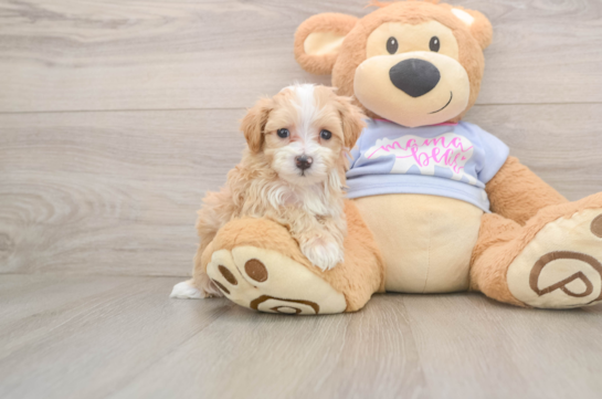ASPEN, a Maltipoo littermate