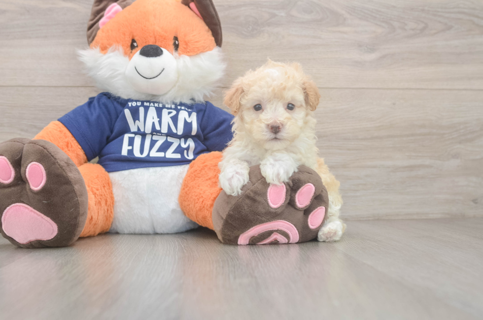 7 week old Maltipoo Puppy For Sale - Lone Star Pups