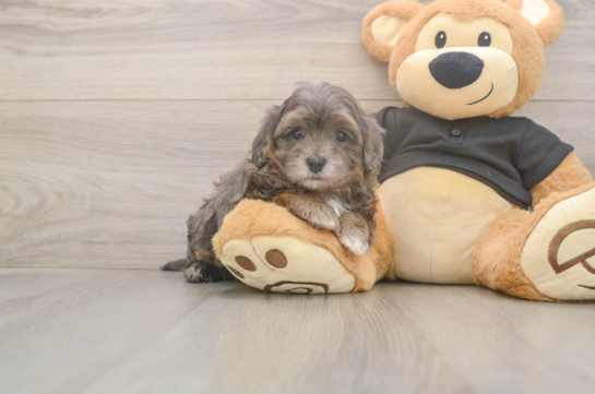 5 week old Maltipoo Puppy For Sale - Lone Star Pups Fluffy Maltipoo Poodle Mix Pup