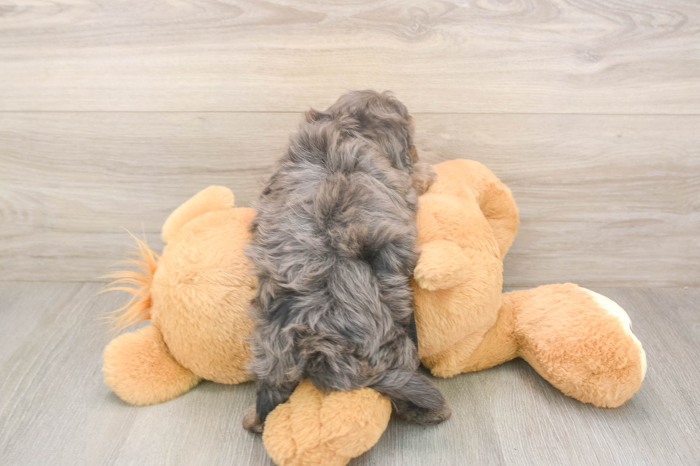 Meet Astoria - our Maltipoo Puppy Photo  3/3 - Lone Star Pups Best Maltipoo Baby