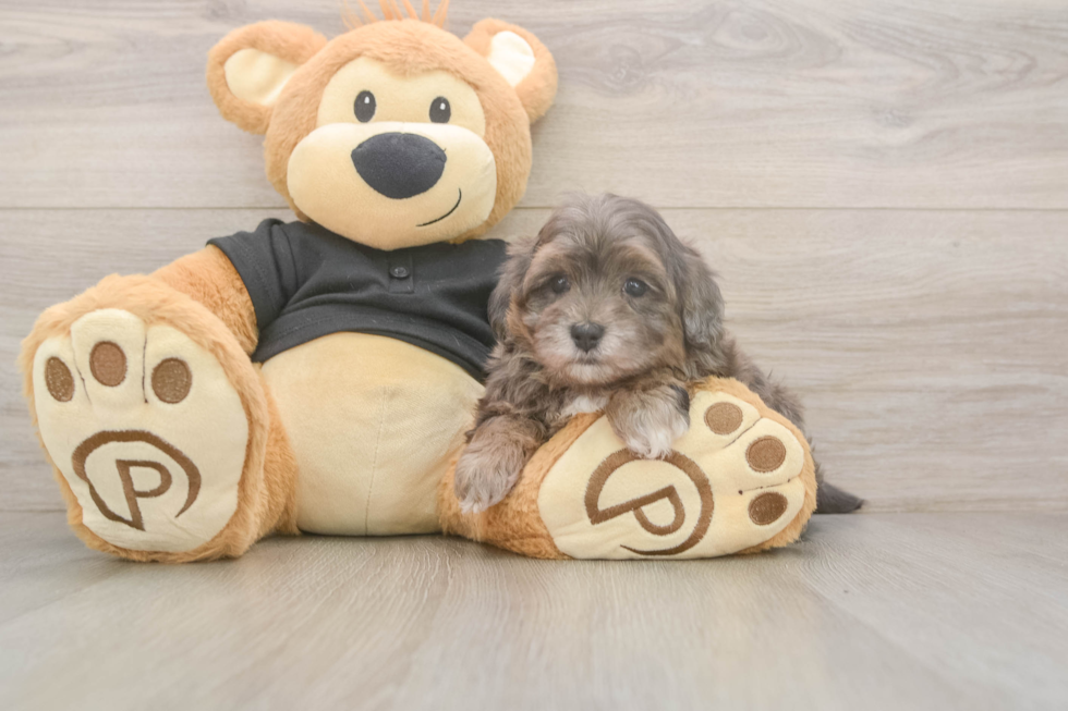 Meet Astoria - our Maltipoo Puppy Photo  2/3 - Lone Star Pups Maltipoo Pup Being Cute