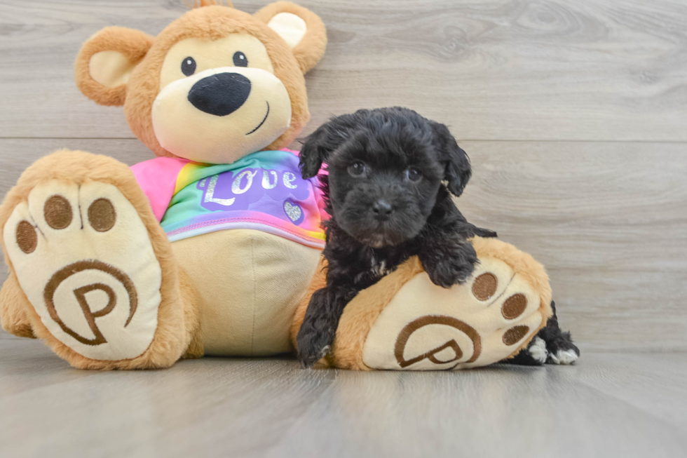 Friendly Maltipoo Baby