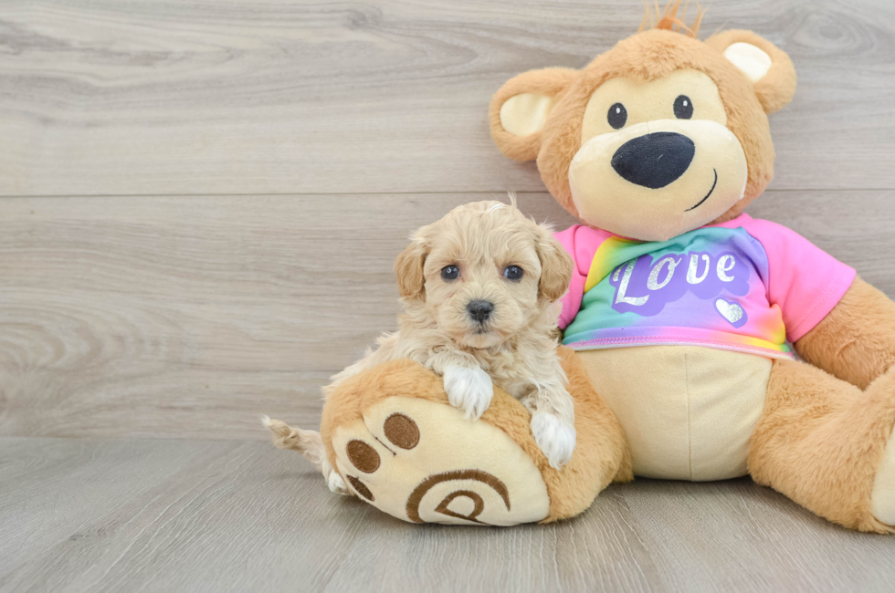 6 week old Maltipoo Puppy For Sale - Lone Star Pups