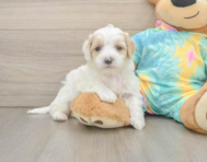 6 week old Maltipoo Puppy For Sale - Lone Star Pups