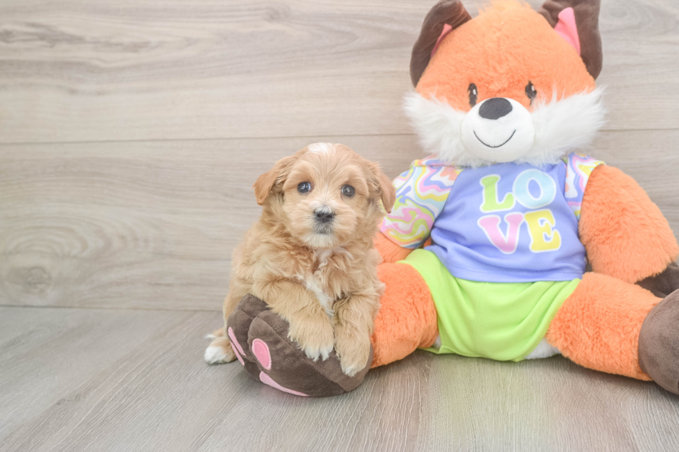 Meet Baby Groot - our Maltipoo Puppy Photo  2/3 - Lone Star Pups Maltipoo Puppy for Adoption