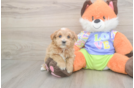 Meet Baby Groot - our Maltipoo Puppy Photo  2/3 - Lone Star Pups Maltipoo Puppy for Adoption