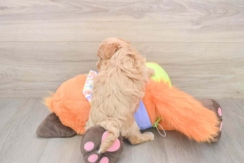 Meet Baby Groot - our Maltipoo Puppy Photo  3/3 - Lone Star Pups Friendly Maltipoo Baby