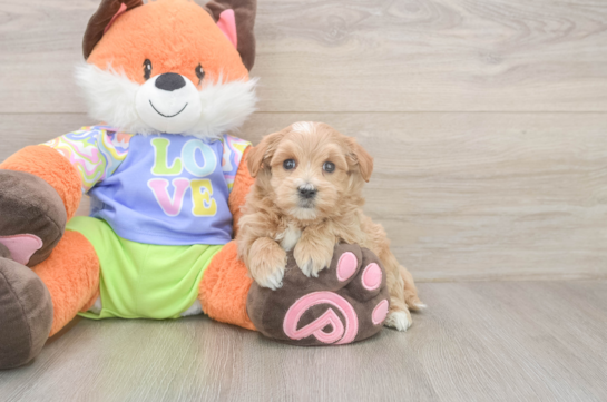 5 week old Maltipoo Puppy For Sale - Lone Star Pups Popular Maltipoo Poodle Mix Pup