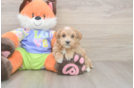 Meet Baby Groot - our Maltipoo Puppy Photo  1/3 - Lone Star Pups Popular Maltipoo Poodle Mix Pup