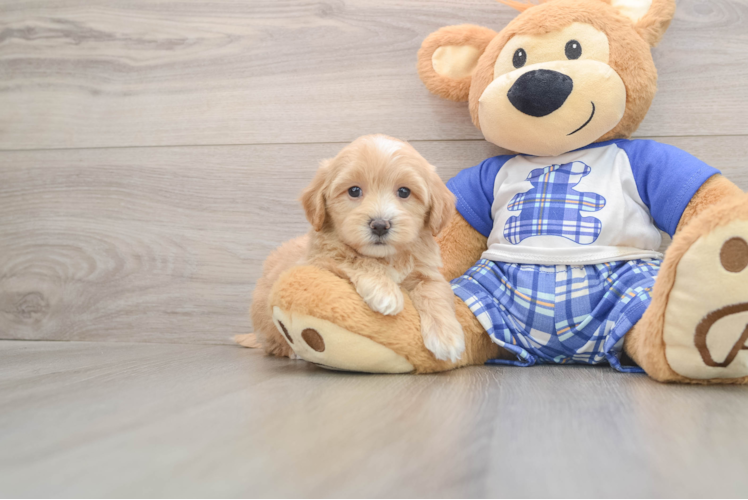 Maltipoo Pup Being Cute