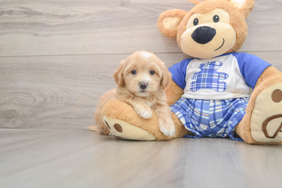Maltipoo Pup Being Cute