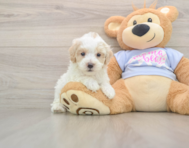 8 week old Maltipoo Puppy For Sale - Lone Star Pups