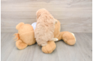 Small Maltipoo Baby