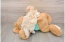 Funny Maltipoo Poodle Mix Pup