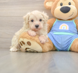 9 week old Maltipoo Puppy For Sale - Lone Star Pups