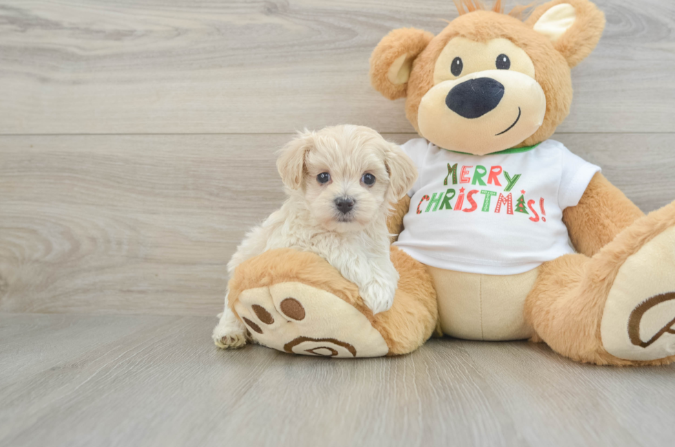 6 week old Maltipoo Puppy For Sale - Lone Star Pups