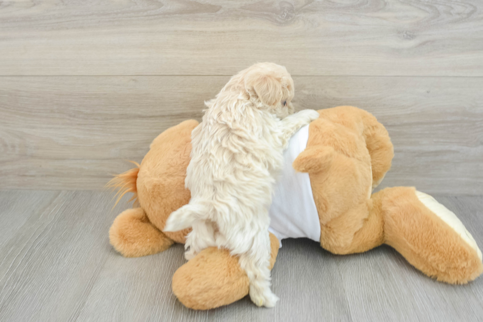 Smart Maltipoo Poodle Mix Pup