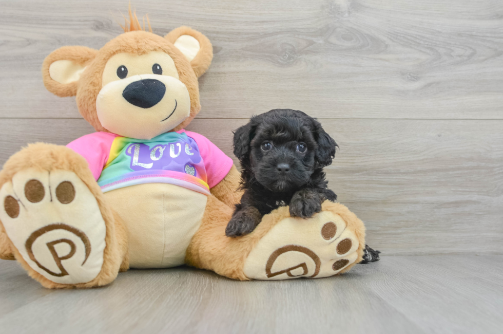 5 week old Maltipoo Puppy For Sale - Lone Star Pups