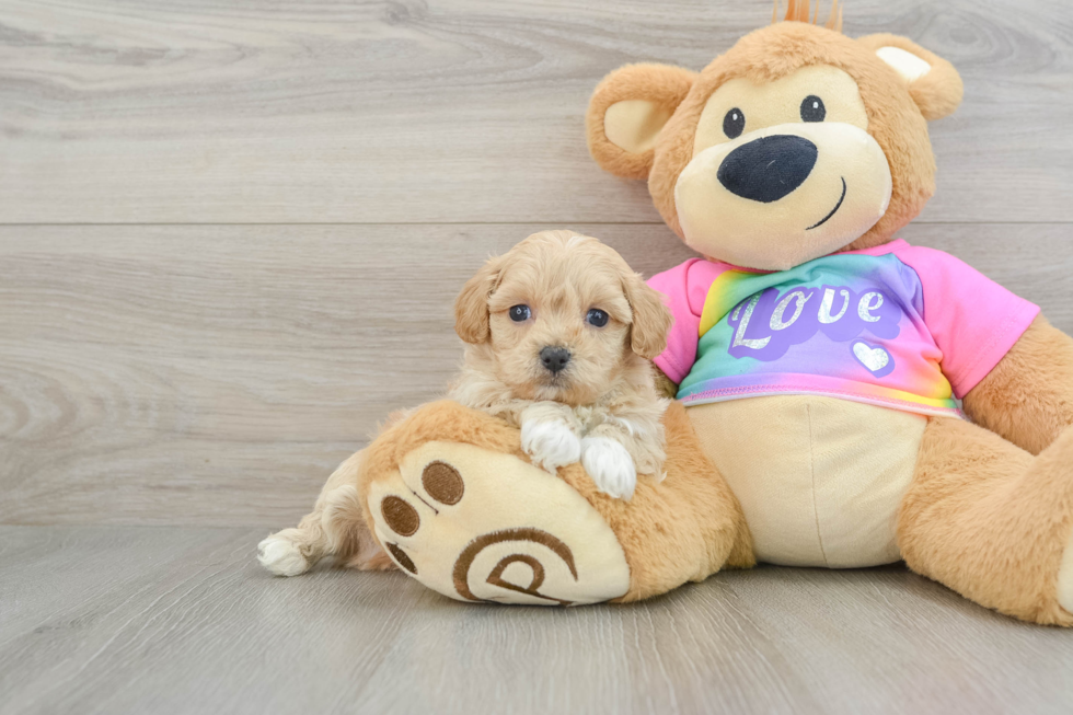 Fluffy Maltipoo Poodle Mix Pup