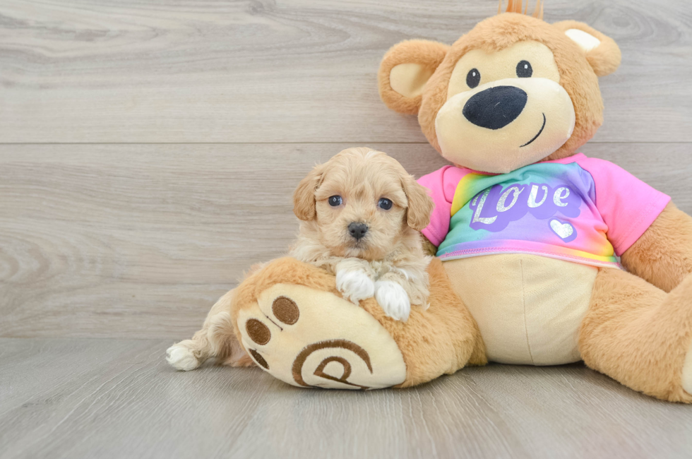 7 week old Maltipoo Puppy For Sale - Lone Star Pups