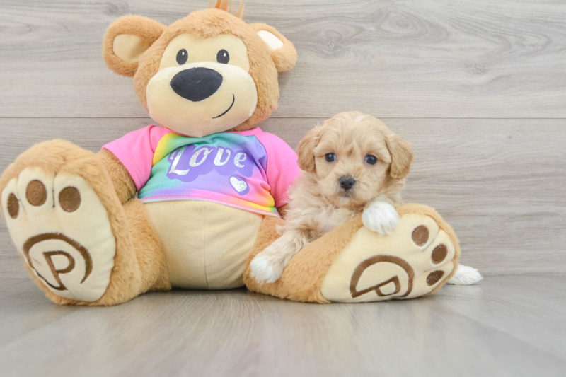 Meet Barkin - our Maltipoo Puppy Photo 3/3 - Lone Star Pups