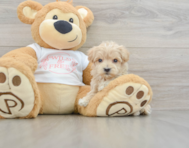 8 week old Maltipoo Puppy For Sale - Lone Star Pups