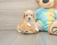 6 week old Maltipoo Puppy For Sale - Lone Star Pups