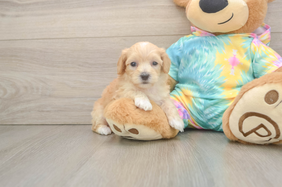 5 week old Maltipoo Puppy For Sale - Lone Star Pups