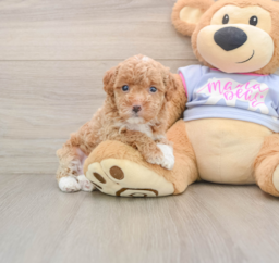 7 week old Maltipoo Puppy For Sale - Lone Star Pups
