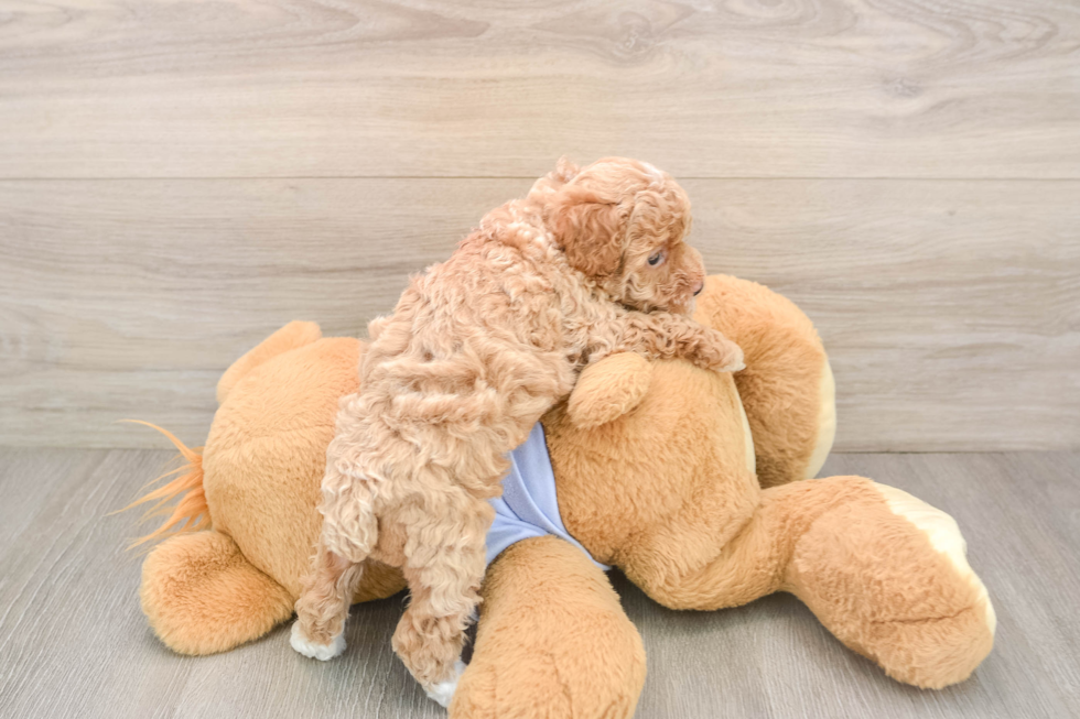 Maltipoo Puppy for Adoption