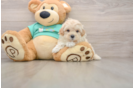 Best Maltipoo Baby