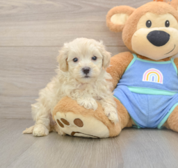 9 week old Maltipoo Puppy For Sale - Lone Star Pups