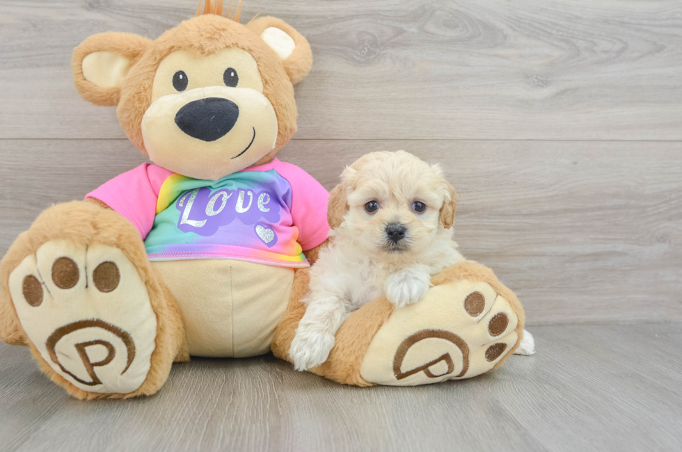 6 week old Maltipoo Puppy For Sale - Lone Star Pups