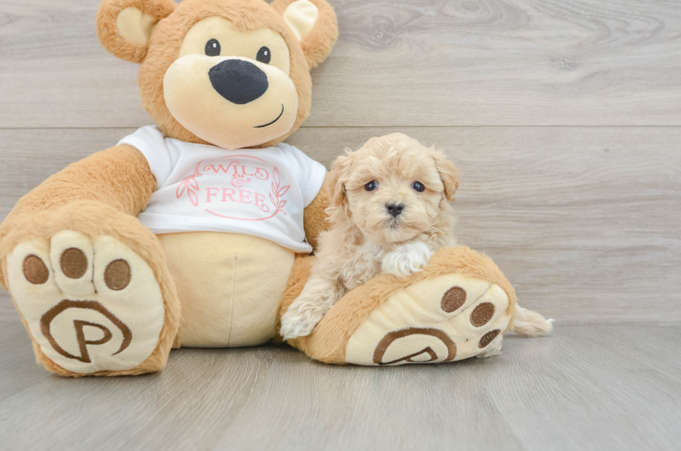 5 week old Maltipoo Puppy For Sale - Lone Star Pups