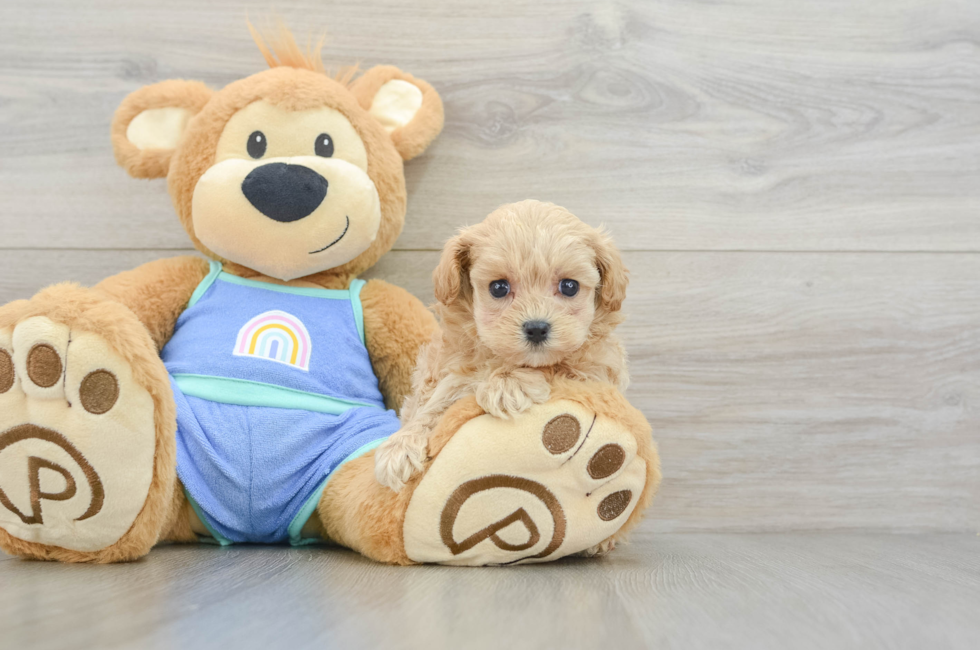 5 week old Maltipoo Puppy For Sale - Lone Star Pups