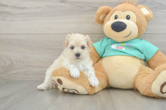 Fluffy Maltipoo Poodle Mix Pup
