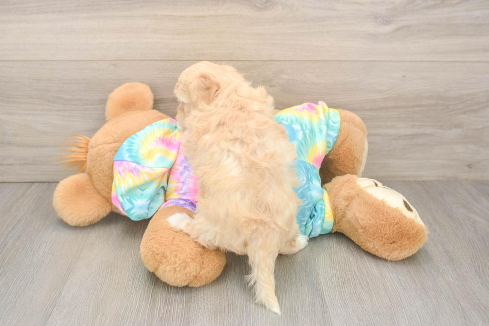 Playful Moodle Poodle Mix Puppy