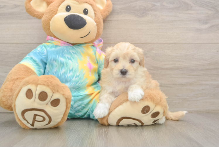 Maltipoo Puppy for Adoption