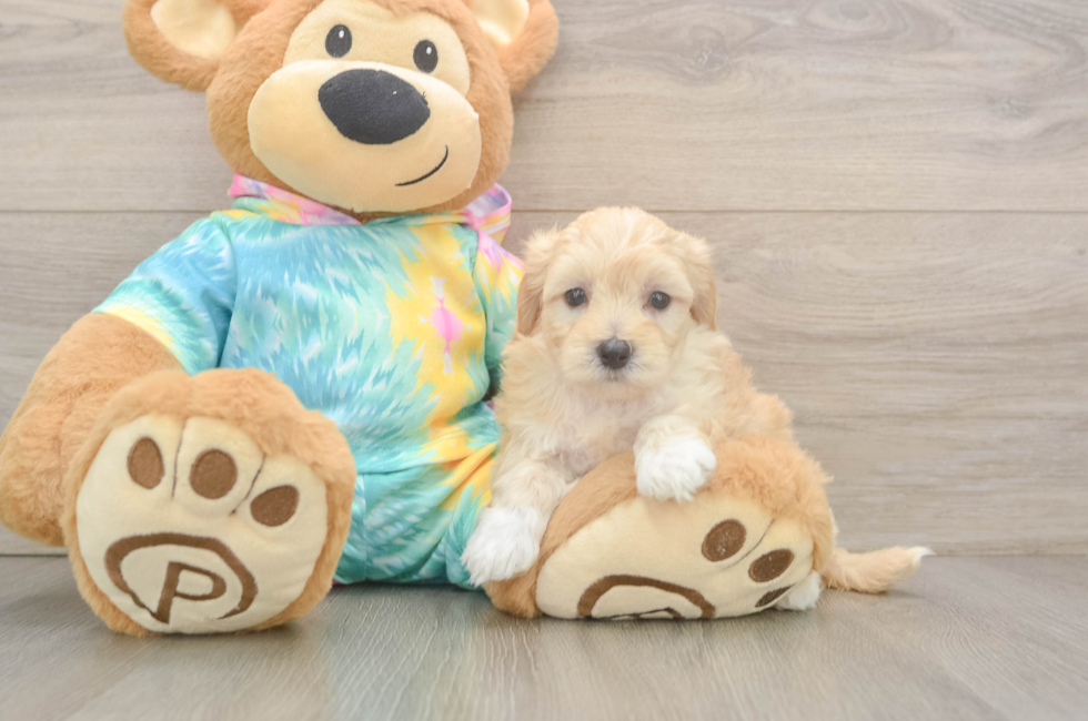 5 week old Maltipoo Puppy For Sale - Lone Star Pups