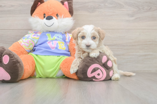 5 week old Maltipoo Puppy For Sale - Lone Star Pups Best Maltipoo Baby