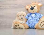 8 week old Maltipoo Puppy For Sale - Lone Star Pups