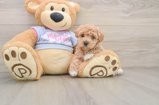 BENZIE, a Maltipoo littermate