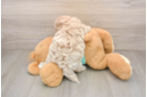 Funny Maltipoo Poodle Mix Pup