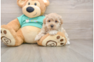 Maltipoo Pup Being Cute