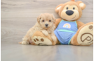 Maltipoo Pup Being Cute