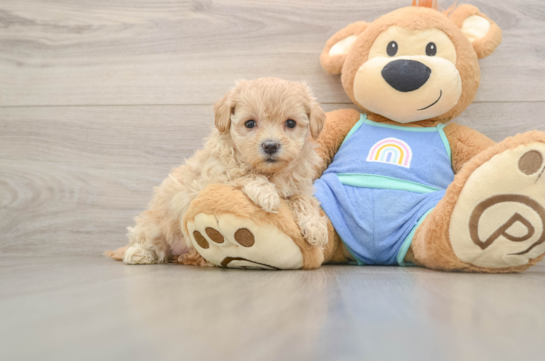 Maltipoo Pup Being Cute